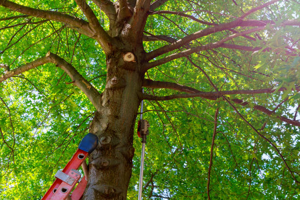 Dead Tree Removal in Rochester, WI